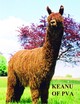 alpaca for sale