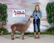 alpaca for sale