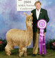 alpaca for sale
