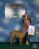 alpaca for sale