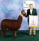 alpaca for sale
