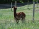 alpaca for sale