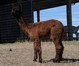 alpaca for sale