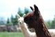 alpaca for sale
