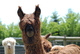 alpaca for sale