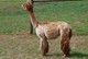 alpaca for sale
