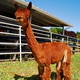 alpaca for sale