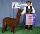 alpaca for sale