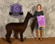 alpaca for sale