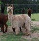 alpaca for sale
