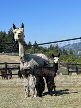 alpaca for sale