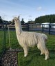 alpaca for sale