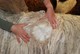 alpaca for sale