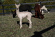 alpaca for sale