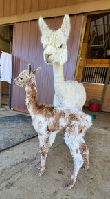 alpaca for sale