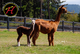 alpaca for sale