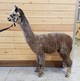 alpaca for sale