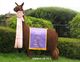 alpaca for sale