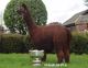 alpaca for sale
