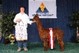 alpaca for sale