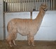 alpaca for sale
