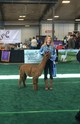 alpaca for sale