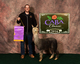 alpaca for sale