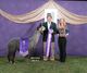 alpaca for sale