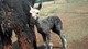 alpaca for sale