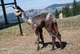 alpaca for sale