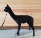 alpaca for sale