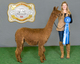 alpaca for sale