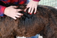 alpaca for sale