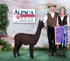 alpaca for sale