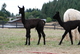 alpaca for sale