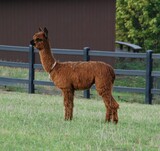 alpaca for sale