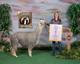 alpaca for sale