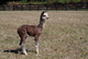 alpaca for sale