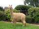 alpaca for sale