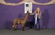 alpaca for sale