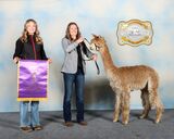 alpaca for sale