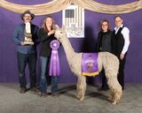 alpaca for sale