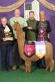 alpaca for sale