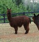 alpaca for sale