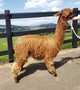 alpaca for sale