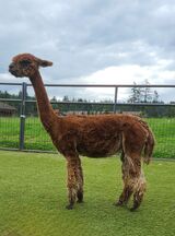 alpaca for sale