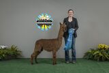 alpaca for sale