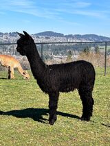 alpaca for sale