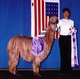 alpaca for sale