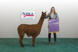 alpaca for sale